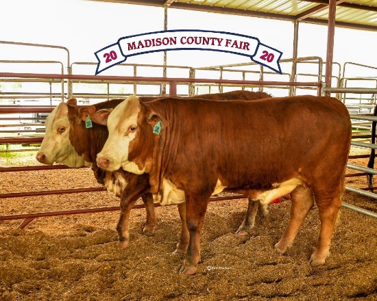 Grand Champion - Penned Heifers - Paige McWilliams-Leggett - North Zulch 4-H