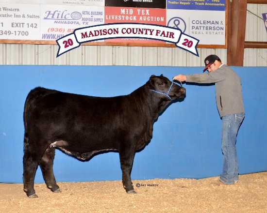 Reserve Champion - Halter Heifers - Jackson Zanolini - Madisonville 4-H