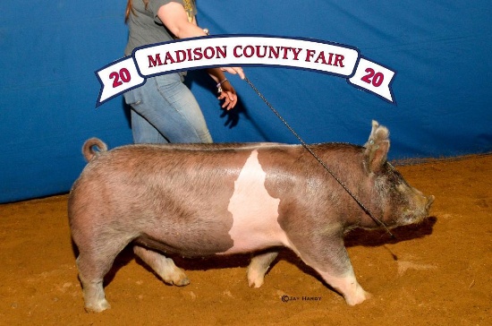 Swine - Ashley Ward - Madisonville FCCLA