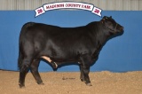Reserve Champion - Market Steers - Madison Murphy - North Zulch 4-H