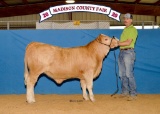 Halter Heifers - Colby Sheppard - Madisonville FFA