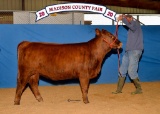 Halter Heifers - Gracie Reyes - Beef Club