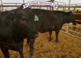 Penned Heifers - Caymen Forrest - Madisonville FFA