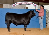 Market Steers - Taylor Barrett - Madisonville FFA