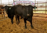 Penned Heifers - Brooke Langley - Madisonville 4-H