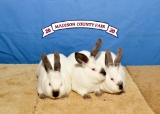 Rabbit - Ruth Duke - Madisonville 4-H