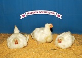 Poultry - Kynleigh Long - Madisonville 4-H