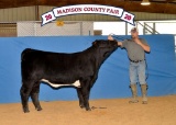 Halter Heifers - Jacob Zanolini - Madisonville 4-H