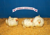 Poultry - Aliveyah Williams - Madisonville 4-H