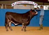 Market Steers - Kaylie Smith - Madisonville FFA