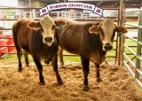 Penned Heifers - Brace Thornton - Beef Club