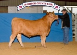 Market Steers - Ethan Barrett - Beef Club