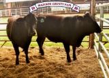 Penned Heifers - Clayton Duke - Beef Club