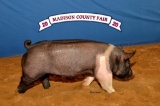 Swine - Madeline Vance - Madisonville 4-H