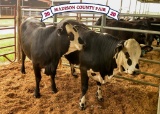 Penned Heifers - Cash Forrest - Madisonville FFA