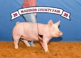 Swine - Emma Reynolds - Madisonville 4-H