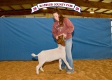 Goat - Addison Hutsen - Madisonville 4-H