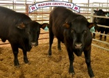 Penned Heifers - Cannon Hathorn - Beef Club