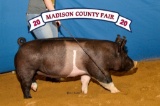 Swine - Carlie Stubblefield - Madisonville FFA