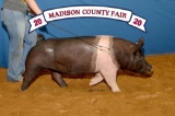 Swine - Gracie Vance - Madisonville FFA