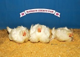 Poultry - Christian Williams - Madisonville 4-H