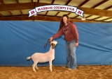 Goat - Kendalyn Mahaffey - Madisonville 4-H