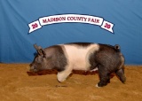 Swine - Paislee Munsey - North Zulch 4-H