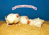 Poultry - Beaux Miller - Madisonville 4-H