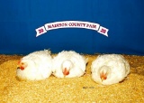 Poultry - Allyson Lechinger - Madisonville 4-H