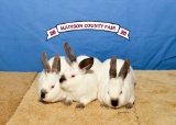 Rabbit - Cole Wilkerson - Madisonville 4-H