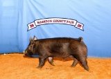 Swine - Jasper Nava - North Zulch 4-H