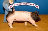 Swine - Emma Hokett - Madisonville 4-H