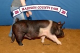 Swine - Tripp Baker - North Zulch 4-H