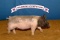 Swine - Emily Butts - Swine Club