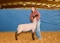 Sheep - Hayden Hurst - Lamb & Goat Club