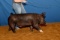Swine - Haley Pullin - North Zulch 4-H