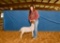 Goat - Collin Caperton - Lamb & Goat Club