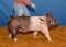Swine - James Jarrett - Swine Club