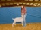Goat - Gena Tilton - Lamb & Goat Club