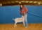 Goat - Kallie Tilton - Lamb & Goat Club
