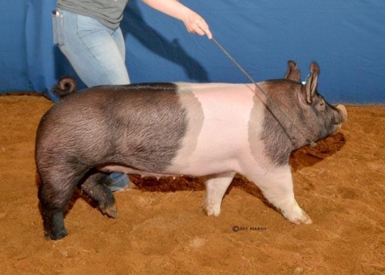 Swine - Kendall Campbell - Swine Club