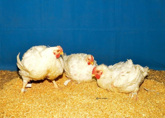 Poultry - Jaycee Esters - North Zulch 4-H