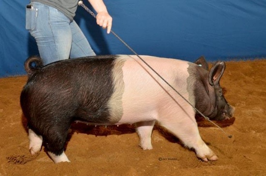 Swine - Dallas Drake - North Zulch 4-H