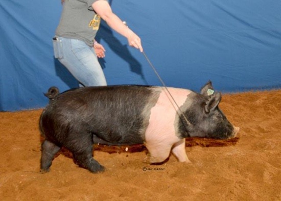 Swine - Britteny Miller - Madisonville 4-H