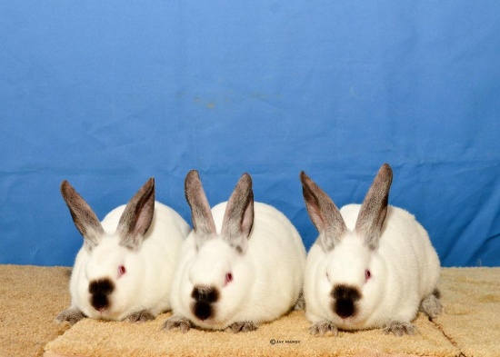 Rabbit - Braxtyn Bustamante - Madisonville 4-H