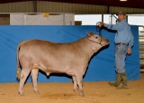 Market Steers - Cooper Staley - Madisonville FFA