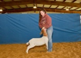 Goat - June Cox - Lamb & Goat Club