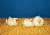 Poultry - Cameron Thrower-Walker - Madisonville 4-H