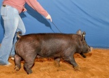 Swine - Madison Fowler - Swine Club