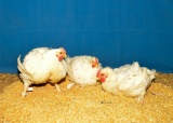Poultry - Austin Anthony - Madisonville FFA